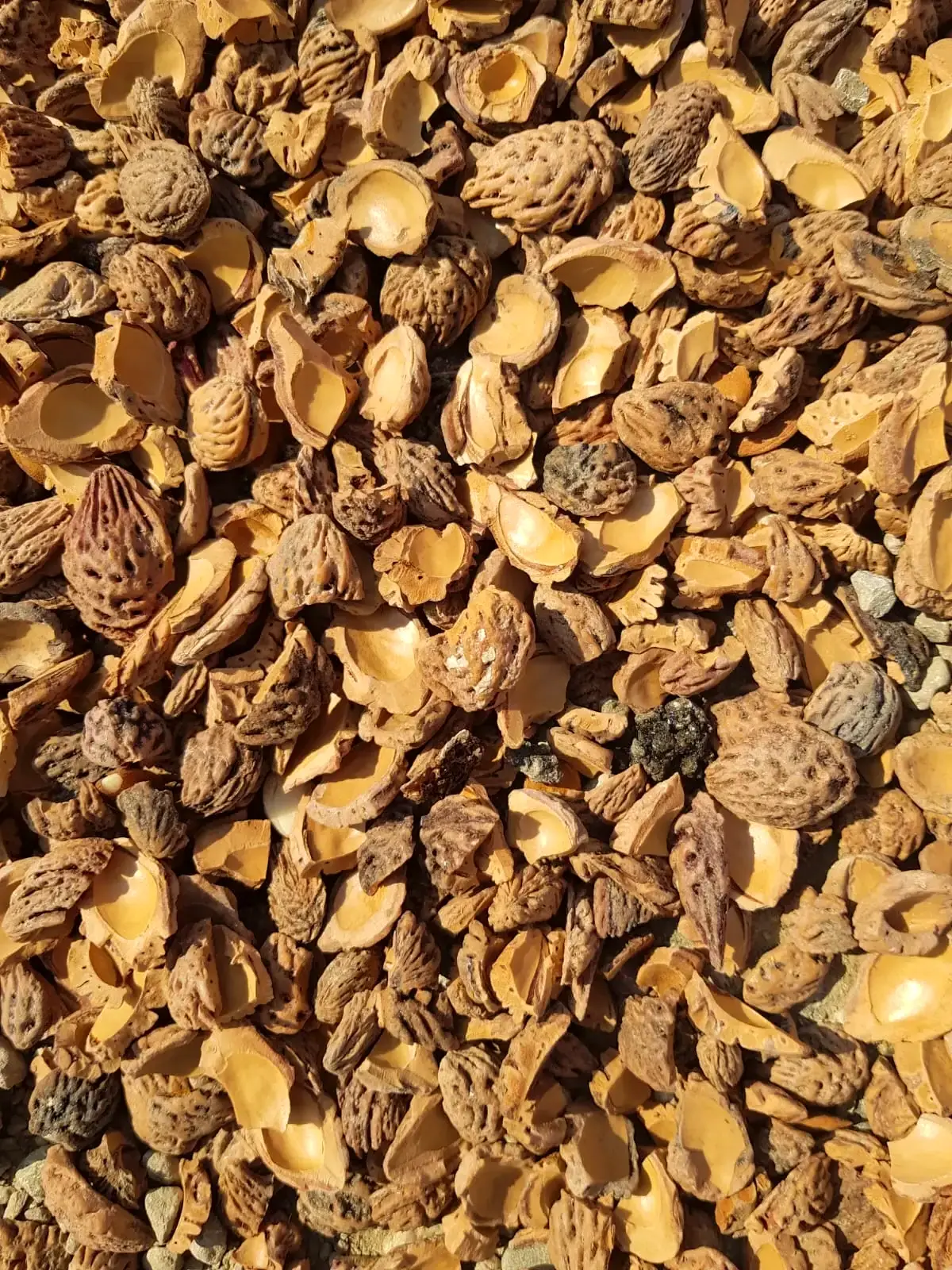 Toptan şeftali çekirdeği kabuğu — sert katı yakıt